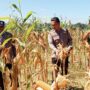 Kapolsek Batang Cenaku Optimistis Jagung Pipil Petani Binaan Hasilkan Panen Maksimal