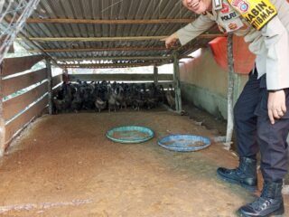 Bhabinkamtibmas Polsek Sungai Batang Sambangi Peternak Bebek milik Bumdes Desa Benteng Utara, Dorong Ketahanan Pangan