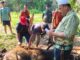 Semangat Berbagi di Idul Adha, PT. Agrinas Palma Nusantara Mitra KSO PT. Citra Mutiara Bumi Riau Gelar Penyembelihan Hewan Qurban