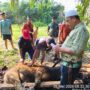 Semangat Berbagi di Idul Adha, PT. Agrinas Palma Nusantara Mitra KSO PT. Citra Mutiara Bumi Riau Gelar Penyembelihan Hewan Qurban