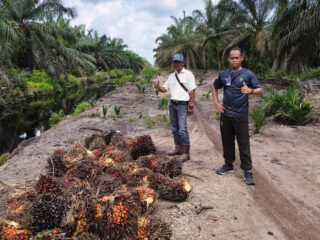 Kebun Negara Diduga Dijarah, Mitra PT Agrinas Palma Nusantara Tempuh Jalur Hukum