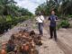 Kebun Negara Diduga Dijarah, Mitra PT Agrinas Palma Nusantara Tempuh Jalur Hukum