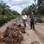 Kebun Negara Diduga Dijarah, Mitra PT Agrinas Palma Nusantara Tempuh Jalur Hukum