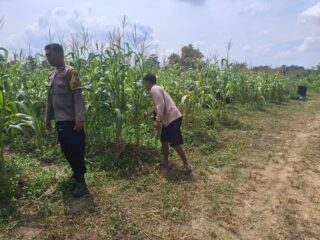 Demi Ketahanan Pangan Nasional, Polres Inhu Terus Pantau Perkembangan Jagung