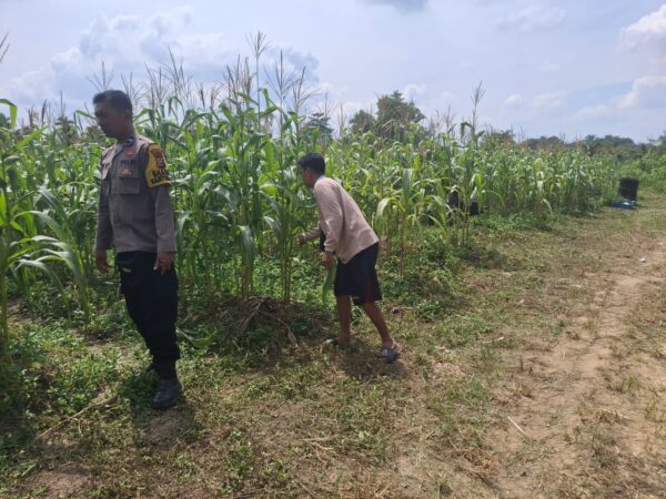 Demi Ketahanan Pangan Nasional, Polres Inhu Terus Pantau Perkembangan Jagung