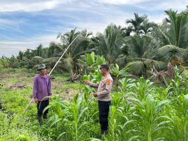 Dukung Program Asta Cita, Kapolsek Kuindra Pantau Langsung Perkembangan Lahan Jagung di Desa Teluk Dalam