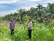 Dukung Program Asta Cita, Kapolsek Kuindra Pantau Langsung Perkembangan Lahan Jagung di Desa Teluk Dalam