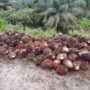 Diduga Curi Buah Sawit di Kebun PT. APN, Humas Laporkan ke Polsek Keritang