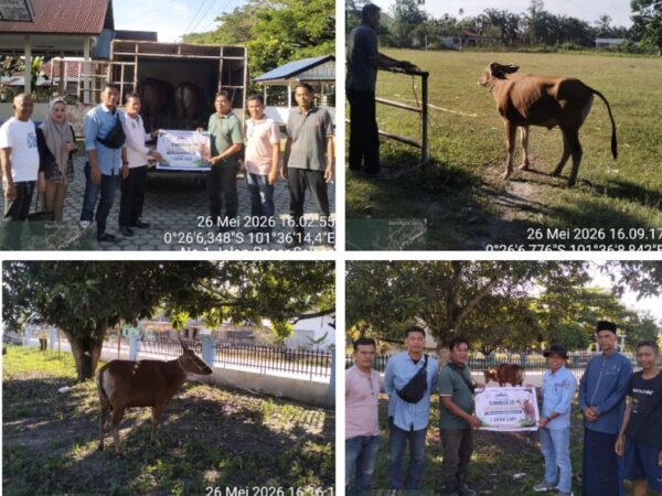 Sambut Idul Adha 1447 H, PT SBL Jalur Patah Salurkan 2 Ekor Sapi Qurban untuk Warga Sentajo Raya