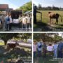 Sambut Idul Adha 1447 H, PT SBL Jalur Patah Salurkan 2 Ekor Sapi Qurban untuk Warga Sentajo Raya