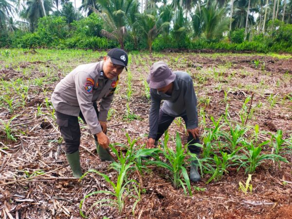 Dukung Asta Cita Ketahanan Pangan, Polsek Kuindra Cek Lahan Jagung Hibrida 2 Hektar di Tanjung Lajau