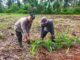 Dukung Asta Cita Ketahanan Pangan, Polsek Kuindra Cek Lahan Jagung Hibrida 2 Hektar di Tanjung Lajau