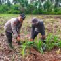 Dukung Asta Cita Ketahanan Pangan, Polsek Kuindra Cek Lahan Jagung Hibrida 2 Hektar di Tanjung Lajau