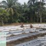 Swasembada Pangan, Polres Inhu Monitoring Pertumbuhan 2.000 Batang Cabe di Pekarangan Warga