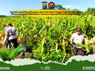 Gelar Penanaman Jagung Serentak di Desa Pulau Palas demi Dukung Swasembada Pangan