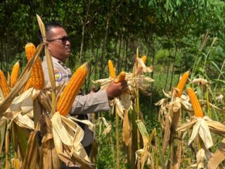 Dukung Ketahanan Pangan, Polsek Lirik Panen Jagung Pipil Kuartal II di Lahan PT Pertamina EP Desa Lirik Area