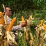 Dukung Ketahanan Pangan, Polsek Lirik Panen Jagung Pipil Kuartal II di Lahan PT Pertamina EP Desa Lirik Area