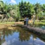 Dukung Ketahanan Pangan, Bhabinkamtibmas Polsek Kelayang Sambangi Peternakan Ikan Nila Warga Desa Kota Medan