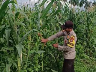 Bhabinkamtibmas Polsek Tembilahan Rutin Cek Tanaman Jagung Warga