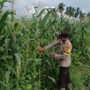 Bhabinkamtibmas Polsek Tembilahan Rutin Cek Tanaman Jagung Warga