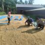 Babinkamtibmas Benteng Barat Polsek Benteng Aipda Doci Cinta Petani, Jemur Padi Dukung Ketahanan Pangan