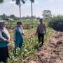Swasembada Pangan, Bhabinkamtibmas Polres Inhu Sambangi Petani Jagung