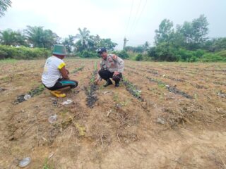 Polsek Lirik Rutin Cek Tanaman Jagung Pipil, Komitmen Dukung Ketahanan Pangan Nasional di Inhu
