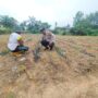 Polsek Lirik Rutin Cek Tanaman Jagung Pipil, Komitmen Dukung Ketahanan Pangan Nasional di Inhu