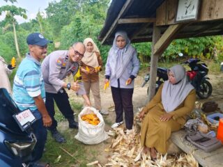 Terus Menggeliat, Polsek Lirik Dukung Ketahanan Pangan Lewat Panen Kuartal II Jagung Pipil di Sidomulyo Inhu