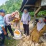 Terus Menggeliat, Polsek Lirik Dukung Ketahanan Pangan Lewat Panen Kuartal II Jagung Pipil di Sidomulyo Inhu