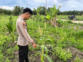 Dukung Asta Cita, Polsek Kuindra Pantau Progres Tanaman Jagung di Desa Teluk Dalam