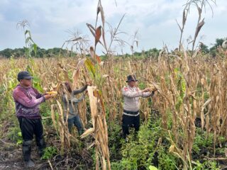 Polsek Sungai Batang Gelar Panen Jagung Kuartal II, Dukung Program Asta Cita Presiden RI Demi Swasembada Pangan