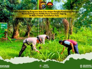 Dukung Ketahanan Pangan, Polsek Tembilahan Hulu Pantau Progres Tanaman Jagung Tumpang Sari di Pulau Palas