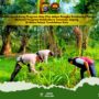 Dukung Ketahanan Pangan, Polsek Tembilahan Hulu Pantau Progres Tanaman Jagung Tumpang Sari di Pulau Palas