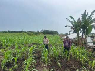 Dukung Ketahanan Pangan, Polsek Sungai Batang Cek Perkembangan Lahan Jagung di Kelurahan Benteng