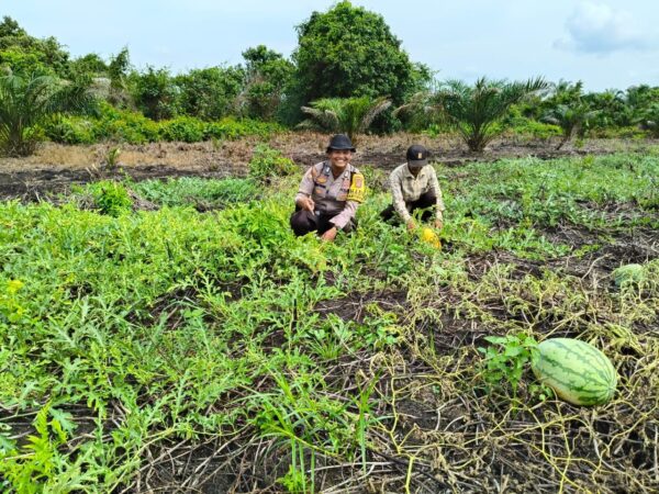 Dukung Program Asta Cita, Bhabinkamtibmas Polsek Tembilahan Hulu Dampingi Petani Semangka di Sialang Panjang