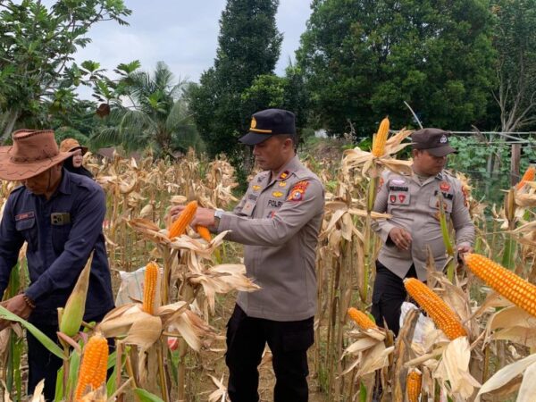 Lahan Kosong Berbuah Hasil, Iptu Hendra Panen Perdana Jagung Pipil di Batang Cenaku