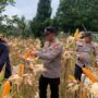 Lahan Kosong Berbuah Hasil, Iptu Hendra Panen Perdana Jagung Pipil di Batang Cenaku