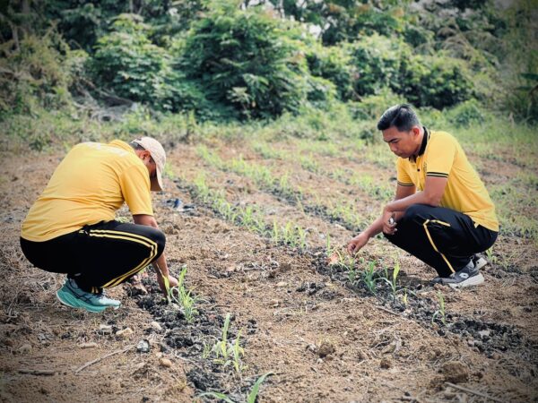 Bersama BUMN Dan Kelompok Tani Polres Inhu Dukung Ketahanan Pangan Nasional Dengan Jagung Pipil