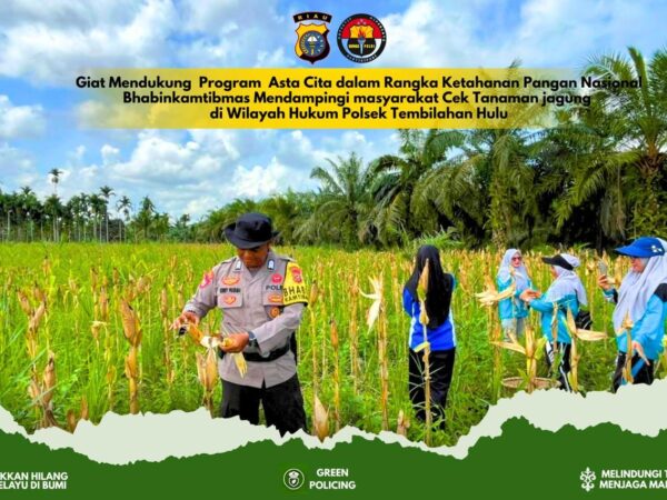 Polsek Tembilahan Hulu Gelar Panen Raya Jagung di Desa Sialang Panjang