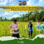 Polsek Tembilahan Hulu Gelar Panen Raya Jagung di Desa Sialang Panjang