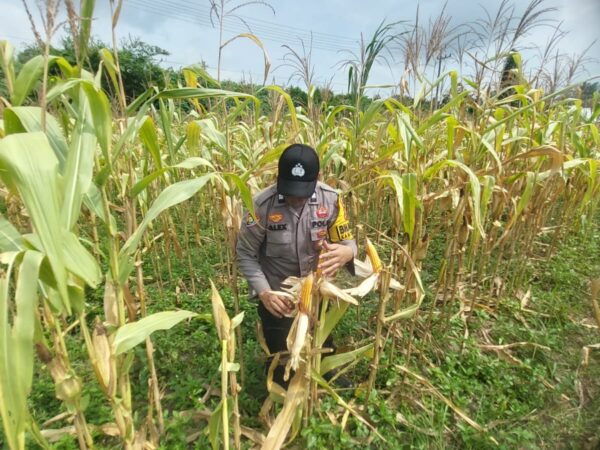 Polsek Lirik Cek Kesiapan Panen Jagung Pipil Kelompok Tani Rumah Tani Indragiri di Sidomulyo