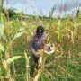 Polsek Lirik Cek Kesiapan Panen Jagung Pipil Kelompok Tani Rumah Tani Indragiri di Sidomulyo