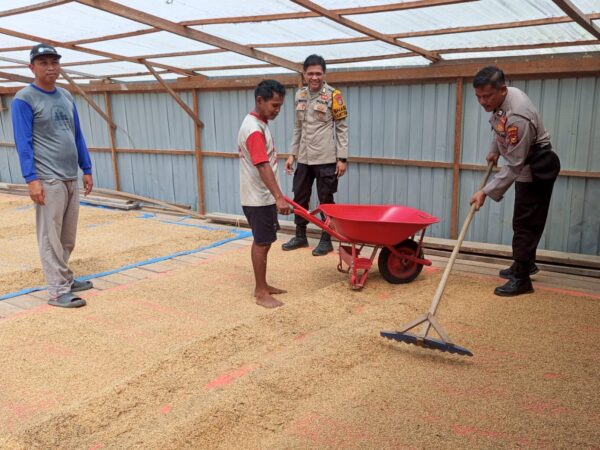 Kanit Samapta Polsek Sungai Batang dan Babinkamtibmas Benteng Utara Sambangi Petani Jemur Padi