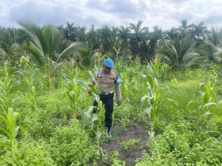 Polsek Kuindra Pantau Pertumbuhan Jagung Program Asta Cita di Desa Teluk Dalam