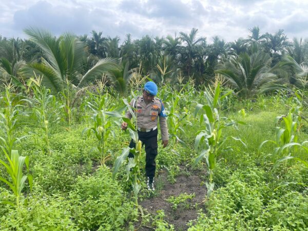 Polsek Kuindra Pantau Pertumbuhan Jagung Program Asta Cita di Desa Teluk Dalam