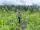 Polsek Kuindra Pantau Pertumbuhan Jagung Program Asta Cita di Desa Teluk Dalam