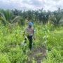 Polsek Kuindra Pantau Pertumbuhan Jagung Program Asta Cita di Desa Teluk Dalam