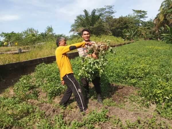 Tanaman Kacang Panjang Siap Panen, Polsek Kelayang Beri Motivasi Petani Desa Teluk Sejuah