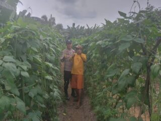 Kapolsek Kelayang: Bhabinkamtibmas Sambangi Petani Kacang Panjang di Desa Teluk Sejuah, Dukung Ketahanan Pangan Nasional